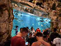 BBQ, czyli jak się promuje dobrego grilla w USA?