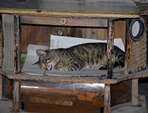 Letnie igrzyska olimpijskie w Baku