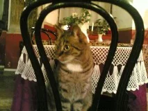 Wiśniowy Sad Restauracja Kawiarnia Rosyjska 1